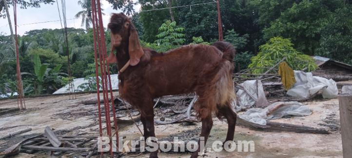 বৃডার
